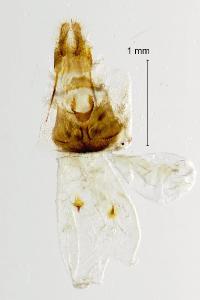 Grapholita discretana