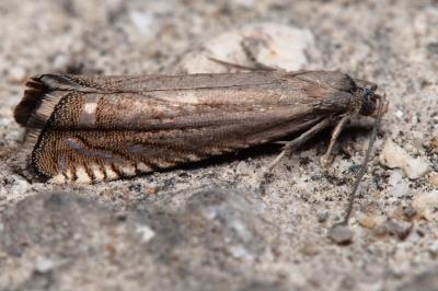 Grapholita caecana