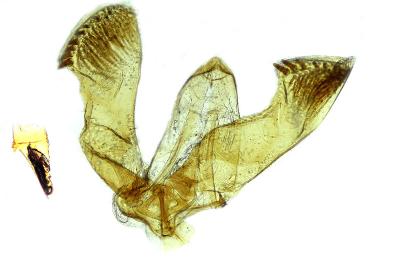 Grapholita fissana