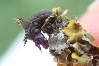 Bacotia claustrella