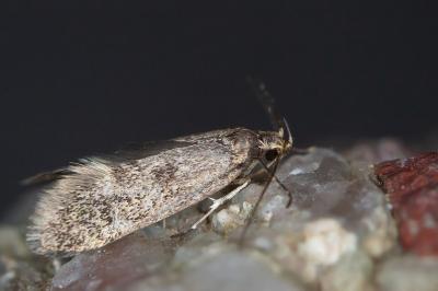 Denisia stipella