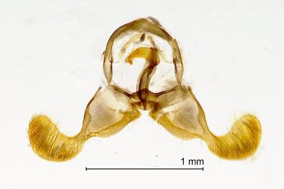 Dichrorampha plumbagana