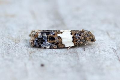 Olindia schumacherana