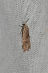 Eucosma