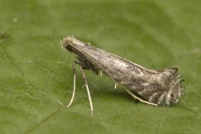 Parornix torquillella