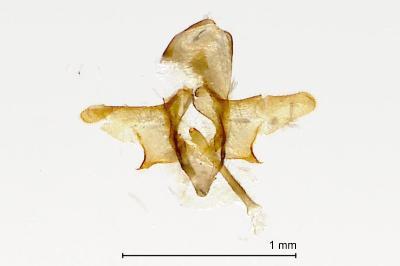 Taleporia tubulosa