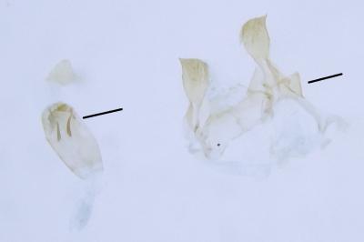 Metzneria staehelinella