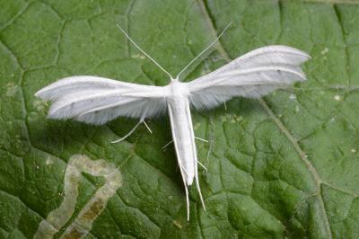 Pterophorus pentadactylus