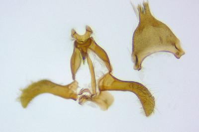 Scythris obscurella