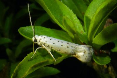 Yponomeuta padella