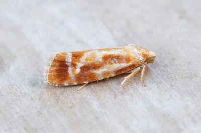 Rhyacionia buoliana