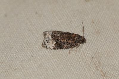 Apotomis capreana