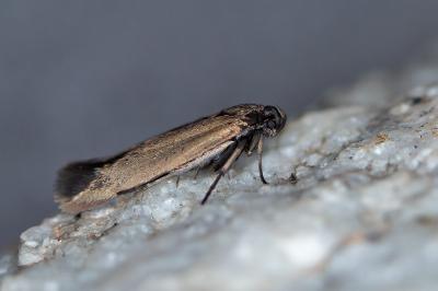 Scythris amphonycella