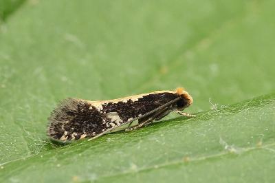Monopis obviella