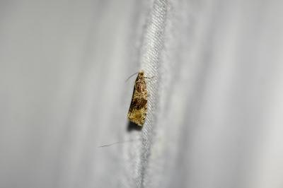 Celypha lacunana