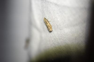 Eucosma