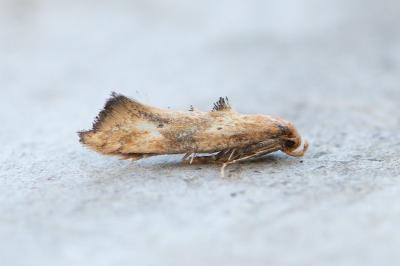Epermenia illigerella