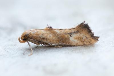 Epermenia illigerella