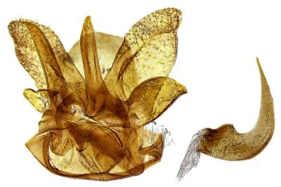 Pancalia schwarzella