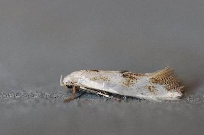 Elachista maculicerusella