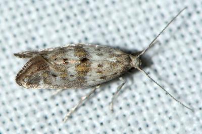 Epermenia ochreomaculella