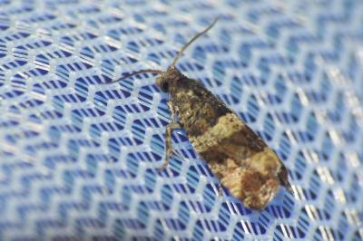 Lobesia abscisana