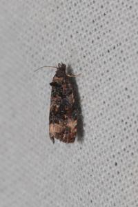 Endothenia gr. gentianaeana