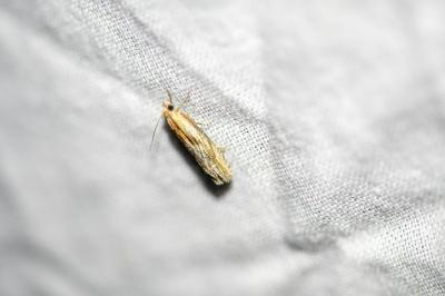 Eucosma gr. cana