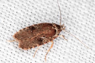 Agonopterix purpurea