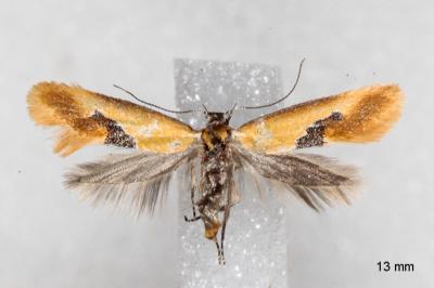 Batia internella