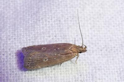 Helcystogramma triannulella