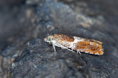 Epinotia tenerana