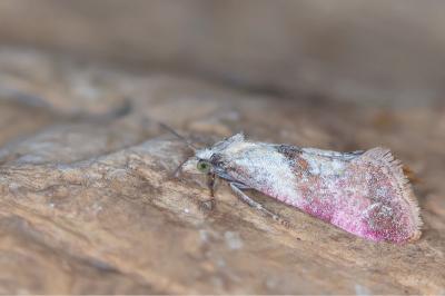 Cochylis flaviciliana