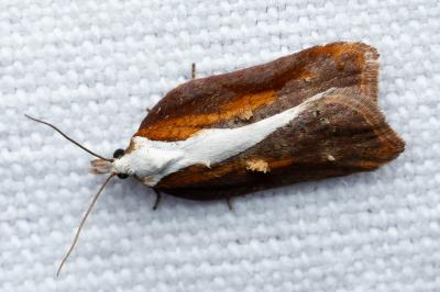 Acleris cristana