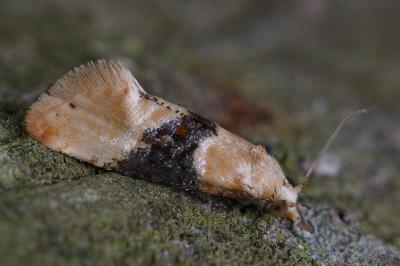 Eupoecilia ambiguella