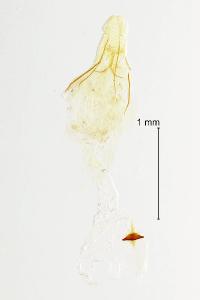 Argyresthia brockeella