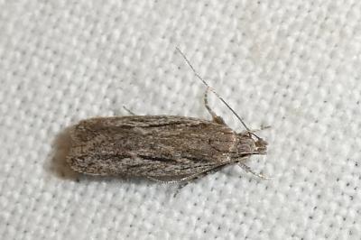 Gelechia senticetella