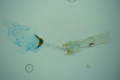 Gelechia senticetella