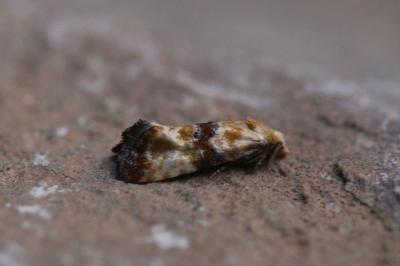 Eupoecilia angustana