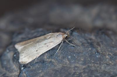 Acompsia tripunctella