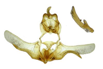 Eana penziana