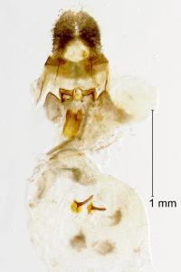 Gypsonoma sociana