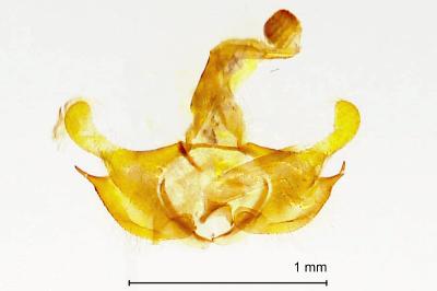 Coleophora conspicuella