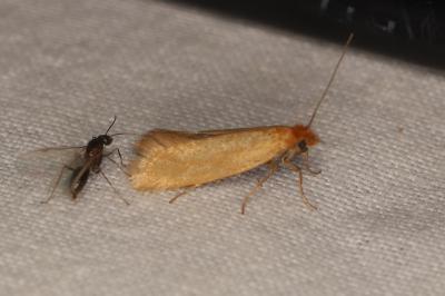 Myrmecozela ochraceella
