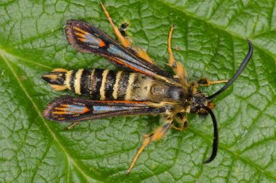 Bembecia ichneumoniformis
