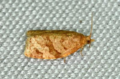 Adoxophyes orana