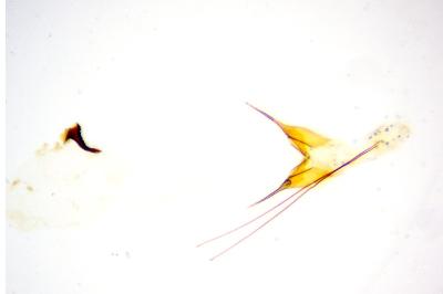 Scrobipalpa obsoletella