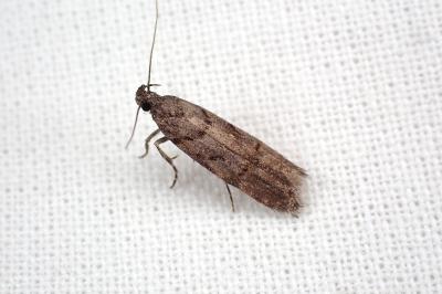 Teleiopsis diffinis