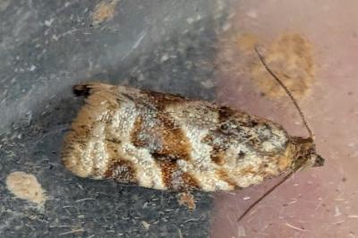 Argyrotaenia ljungiana