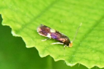 Bohemannia quadrimaculella